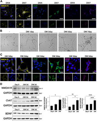 Differentiated HT22 cells as a novel model for in vitro screening of serotonin reuptake inhibitors